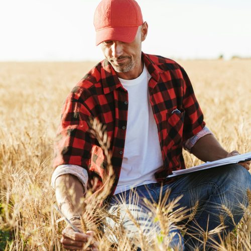 Image of unshaven adult man in cap working with papers at cereal field